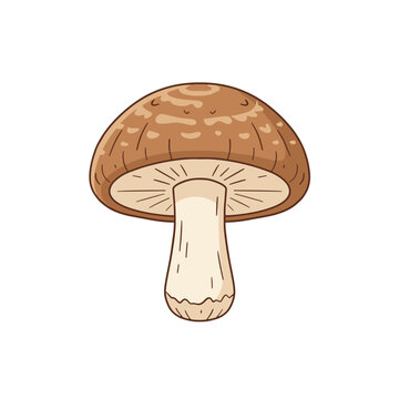 Asian gourmet brown shiitake mushroom vector illustration
