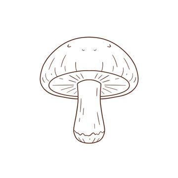 Asian gourmet brown shiitake mushroom vector illustration