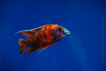 Vibrant orange and blue cichlid fish swimming in clear blue water © Thanakrit