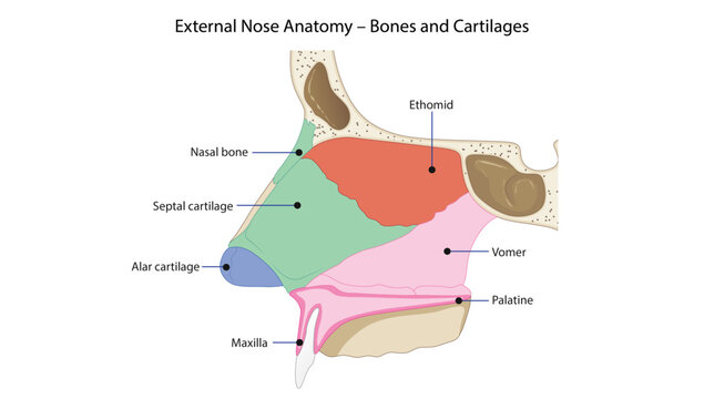 External Nose Anatomy &ndash; Bones and Cartilages, of the external nose showing the nasal bones, septal and alar cartilages, ethmoid, vomer, maxilla, and palatine bone.