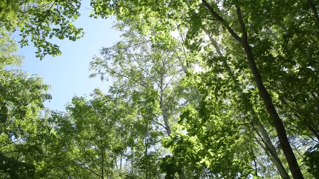 Sunlight through green forest canopy, swaying branches, fixed cam
