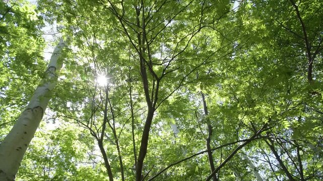 Sunlight through green forest canopy, swaying branches, fixed cam
