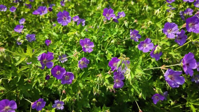Wild Plant - Geranium Cranesbills - Summer Blooming - Purple Flowers - Close Up Pan UHD