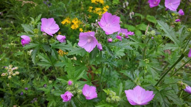 Wild Plant - Musk Mallow - Summer Blooming Flowers - Pink Purple Flowers - Close Up Pan 4K UHD
