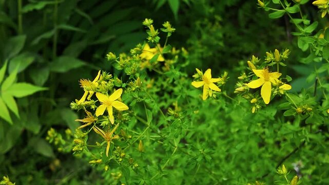 Wild Plant - St John Wort - Yellow Flowers - Close Up UHD