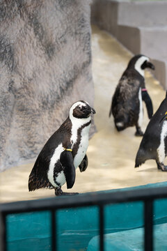 Adorable penguins walking on the poolside structure under natural light