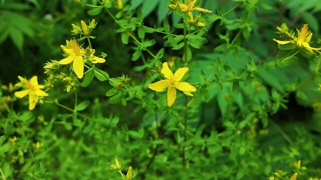 Wild Plant - St John Wort - Yellow Flowers - Close Up 4K UHD