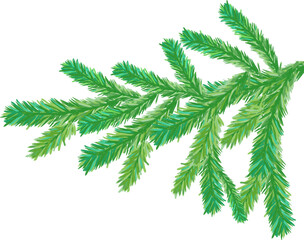 Green fir branch. Hand-drawn fluffy New Year evergreen coniferous tree branch isolated  © Parakhat