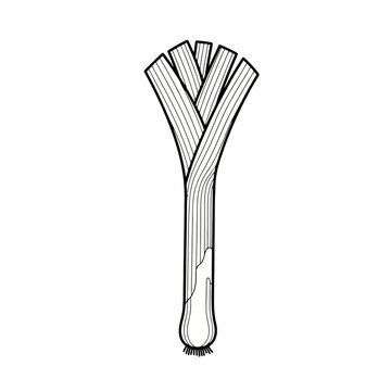 A single fresh leek vegetable drawn with thick black outlines for use in culinary books and healthy cooking guides for people following nutritious diets and home garden enthusiasts seeking plants