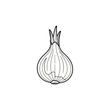 A single fresh raw onion vegetable with green sprout top drawn in black lines to represent healthy plant food ingredients for cooking delicious home meals in a rustic kitchen environment to eat