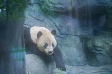 Fototapeta premium Cute Giant Panda, Ailuropoda melanoleuca or panda bear in forest at Chengdu Panda Breeding Research Center Dujiangyan. landmark and popular for tourists attractions in Chengdu, China.