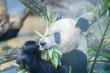 Fototapeta premium Cute Giant Panda, Ailuropoda melanoleuca or panda bear in forest at Chengdu Panda Breeding Research Center Dujiangyan. landmark and popular for tourists attractions in Chengdu, China.