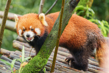 Fototapeta premium Cute Red Panda, Ailurus fulgens or lesser panda in forest at Chengdu Panda Breeding Research Center Dujiangyan. landmark and popular for tourists attractions in Chengdu, China. Travel and Vacation