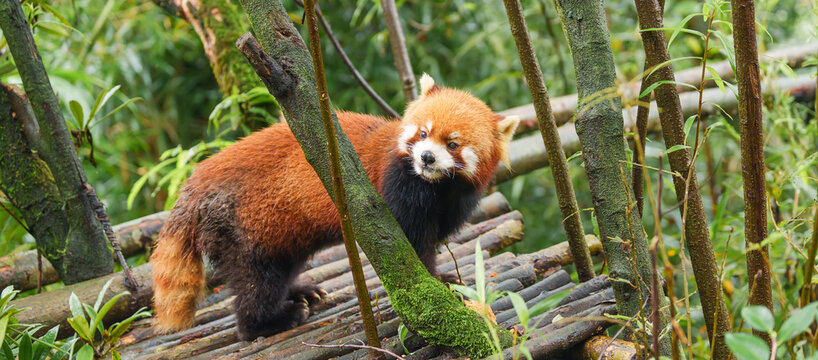 Cute Red Panda, Ailurus fulgens or lesser panda in forest at Chengdu Panda Breeding Research Center Dujiangyan. landmark and popular for tourists attractions in Chengdu, China. Travel and Vacation