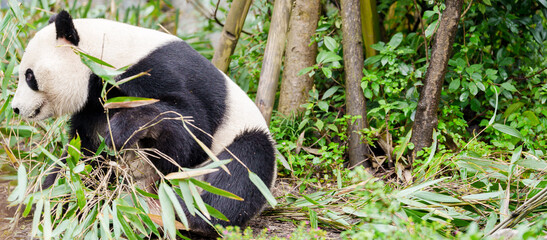 Fototapeta premium Cute Giant Panda, Ailuropoda melanoleuca or panda bear in forest at Chengdu Panda Breeding Research Center Dujiangyan. landmark and popular for tourists attractions in Chengdu, China.