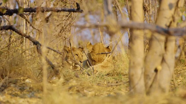Tender moment of lion and lioness showcasing pure love and affection. The lion rests his head in the lioness's arms, and she gently licks his mane, displaying a heartwarming display of intimacy and tr