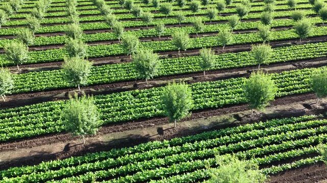 Aerial View of Orchard with Alternating Fruit Tree and Low Crop Rows Stretching to Horizon in California Central Valley