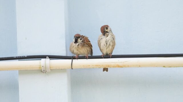 Two cute fluffy sparrows preening their feathers while perched together on an urban pipe against a minimalist light blue pastel wall