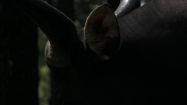 a javanese bull or buffalo, close up of its moving ears, horns, and in between
