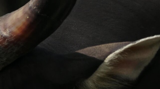 a javanese bull or buffalo, close up of just the ear
