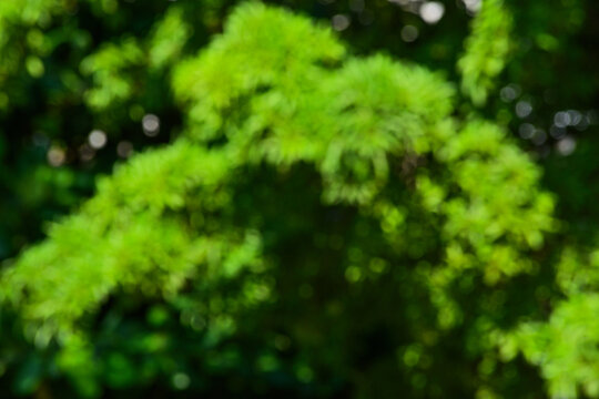 Blurred of trees with green leaves. blur, blurred, bokeh, defocused. backgrounds. background. bright. 