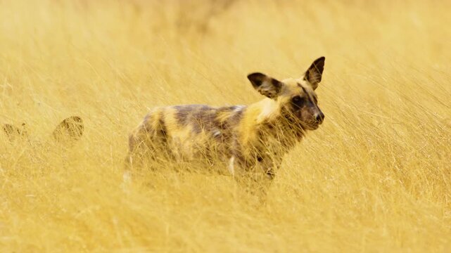 Two male wild African dogs (Lycaon pictus) standing in the savannah, looking for prey. The yellow grass sways gently in the full sunlight.