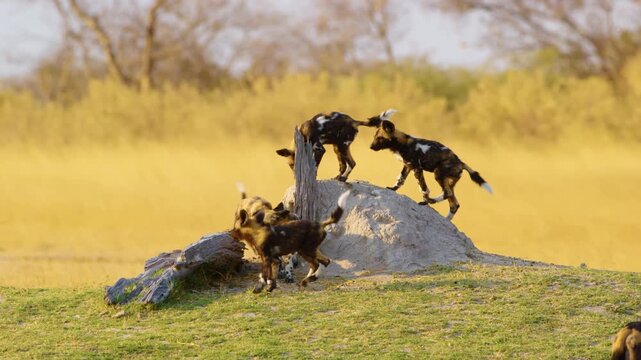 A herd of wild dogs (Lycaon pictus) gathered near a termite mound, with two dogs standing on the mound and playing. The background shows yellow grasses, capturing their playful interaction.