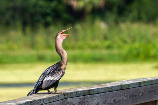 anhinga