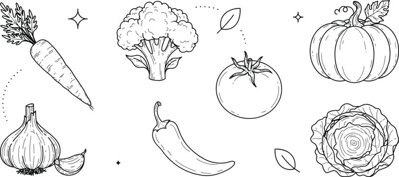 Fresh vegetable doodle line art vector illustration set featuring carrot garlic broccoli chili pepper tomato pumpkin and cabbage organic food farm harvest elements