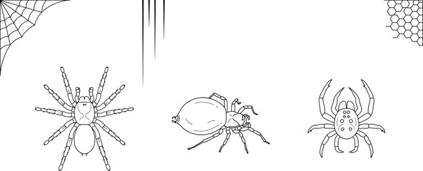 Spider and cobweb line art vector element set featuring tarantula arachnid species spooky nets and hanging silk strands for halloween decoration designs © Ms