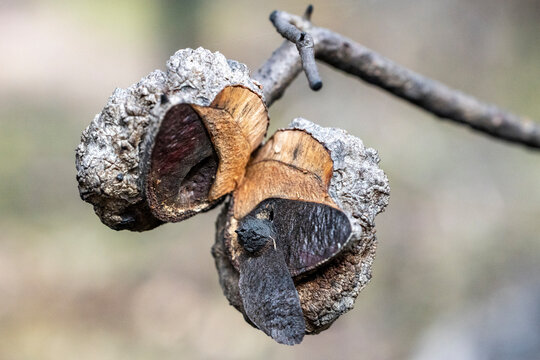 Seed pod of Australian Hakea plant opened by fire showing seed about to be expelled