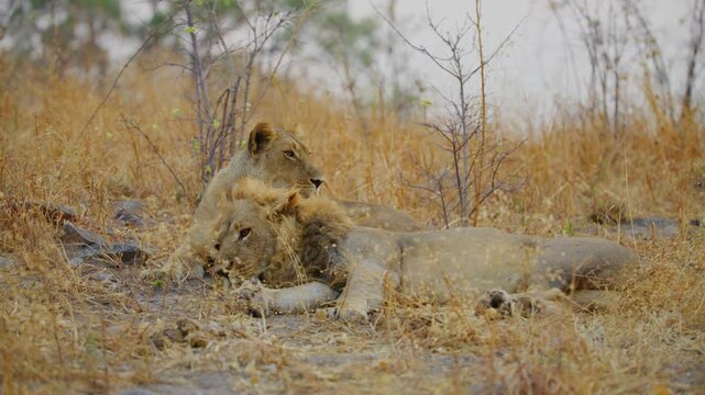 Epic shot of an African Lion couple resting together in the National Park.