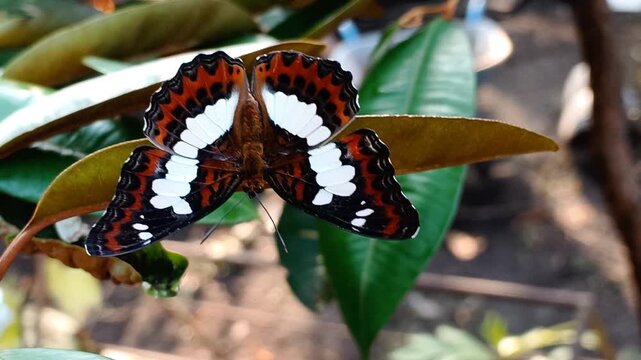 The Commander Butterfly Sunbathing on Caimito Leaf. Scientifically named Moduza procris, belongs to the Nymphalidae family and the Limenitidinae subfamily.