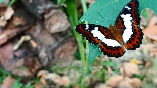 The Commander Butterfly Perched on Carica Papaya Leaf. Scientifically named Moduza procris, belongs to the Nymphalidae family and the Limenitidinae subfamily.