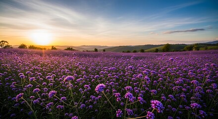 Fototapeta premium Beautiful Sunset Over Lavender Field with Purple Blooms.