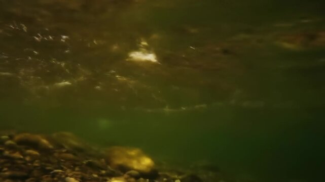 Underwater view of a rocky riverbed with light filtering through the murky green water, natural flowing stream motion