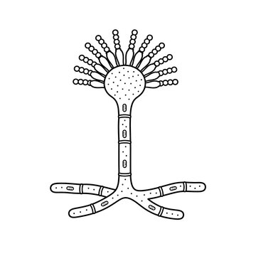Aspergillus Conidiophore Structure Educational Biology Illustration Isolated on White Background