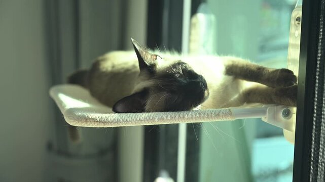 Sleepy Siamese cat while lying on a pat window perch. Window perch is an elevated platform or hammock that attaches directly to your window glass or sill using heavy-duty suction cups or brackets.