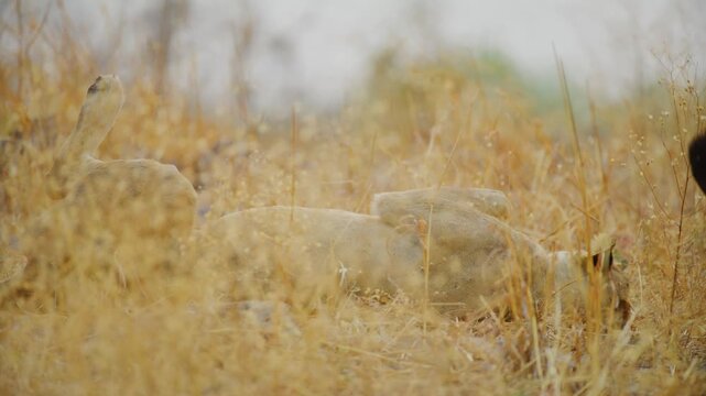 A Lioness stretching or extending her body after having a sex / inter course with her partner.