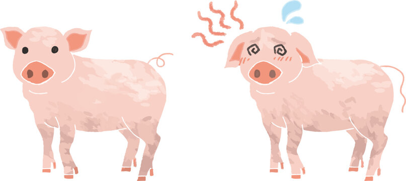 Healthy energetic pig and sick pig with fever vector illustration, CSF and ASF disease awareness concept