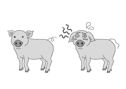 Monochrome cartoon of a healthy pig and a sick pig, black and white line art contrast set on a white background