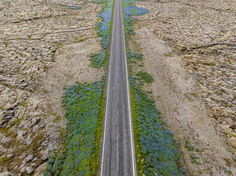 Aerial view of a straight asphalt road cutting through a vast volcanic landscape covered in mossy rocks and patches of blue lupine flowers in Iceland.