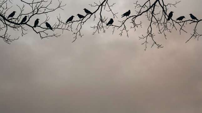 Silhouettes of crows perched on bare tree branches against a cloudy overcast sky, minimalist winter scene with multiple birds in a row and large negative space at the bottom.