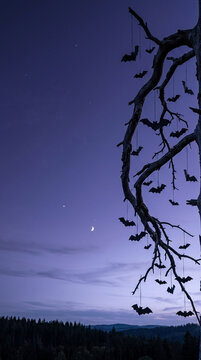 Silhouette of black bat decorations hanging from a gnarled dead tree branch against a purple twilight sky with a crescent moon, stars, and a distant pine forest landscape at dusk.