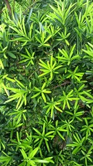 Fototapeta premium Vibrant green leaves and dense foliage captured close-up, highlighting fresh new growth, natural texture and layered patterns. Ideal for gardening, botanical, ecology and nature-themed backgrounds