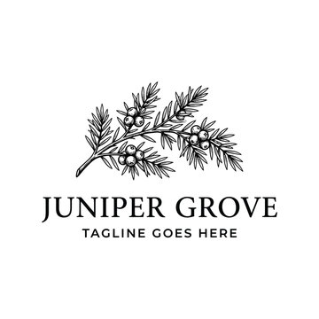 Juniper Grove branch berry pine needle plant nature for beverage gin boutique spa kitchen distillery logo design
