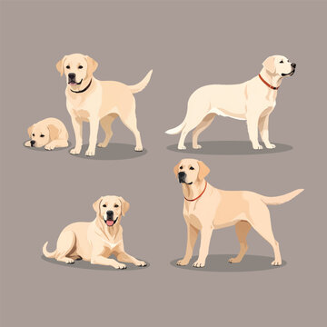 Labrador Retriever Dog Set Vector Illustration Purebred Yellow Lab Puppies and Adult Poses Bundle