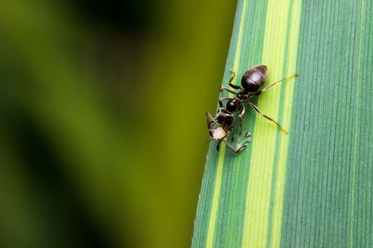 Black Ant on Green Leaf: Macro Portrait of Formica Fusca in Nature.