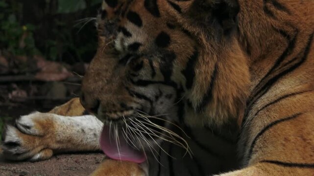 an adult male tiger sits down and yawns and then combs the fur around his legs, sticking out his tongue several times
