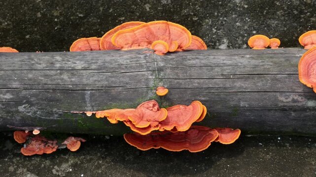 Close-up shot of vibrant orange bracket fungus growing on a dry bamboo log. The detailed view displays unique circular patterns and sharp textures of these wild forest mushrooms.